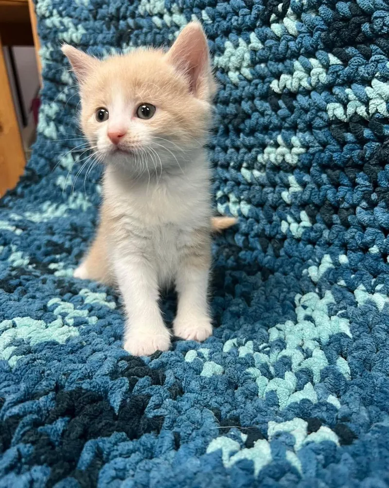 A baby medium-sized male Buff & White Domestic Short Hair cat named Rowan for adoption in Avoca, PA