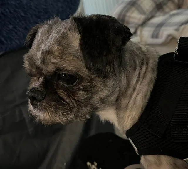 An adult small-sized male Shih Tzu dog named Ziggy for adoption in Marietta, GA