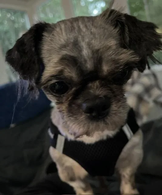 Ziggy thumbnail 3