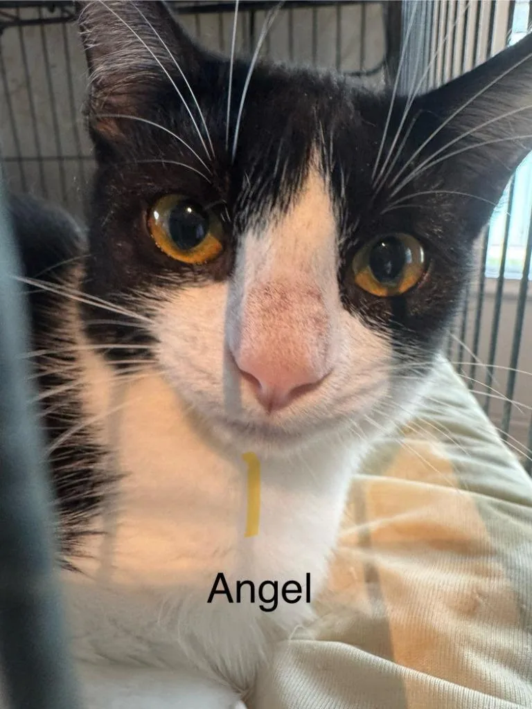Angel