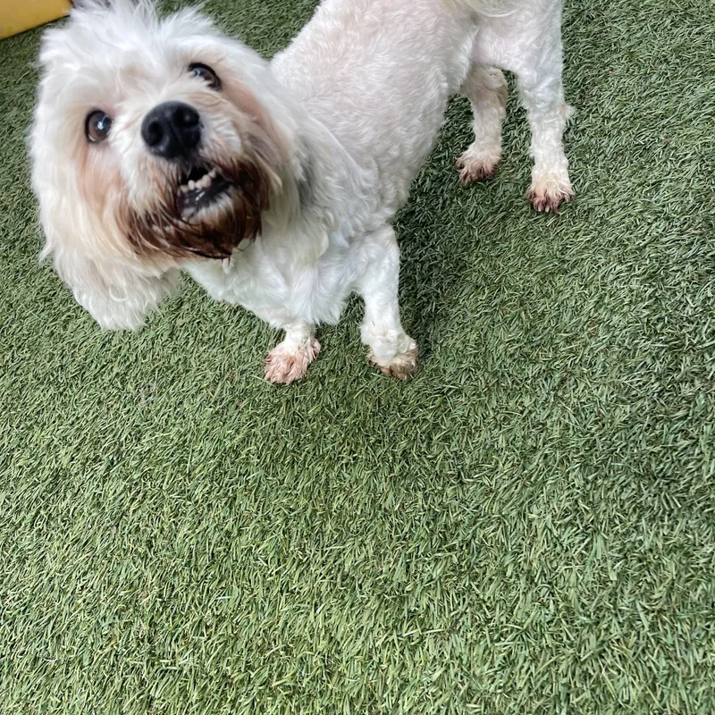 A senior small-sized male Havanese dog named Buddy for adoption in Baton Rouge, LA
