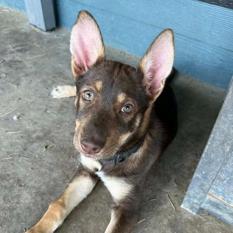 A baby medium-sized female German Shepherd Dog dog named Twixy for adoption in Bloomfield, CT