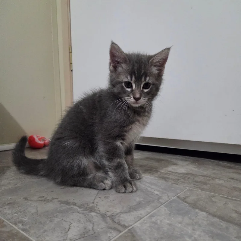 A young small-sized male Gray / Blue / Silver Domestic Short Hair cat named Leo the Lion for adoption in Tyler, TX