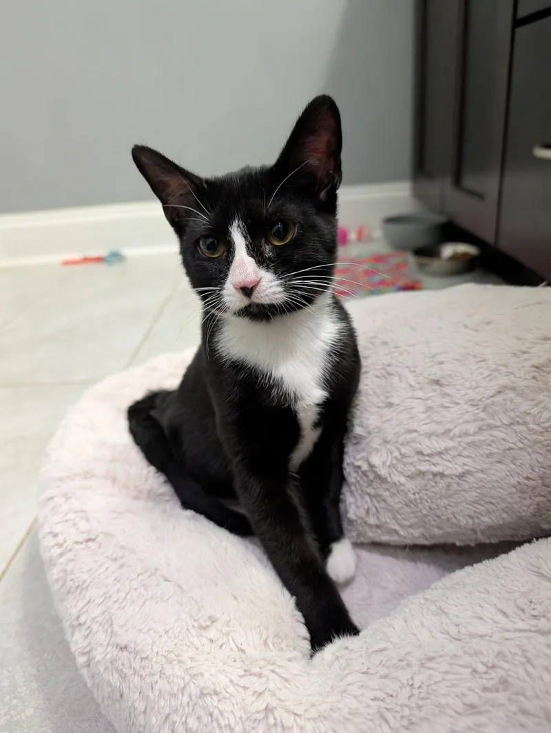 A baby small-sized female Domestic Short Hair cat named Pearl for adoption in Clayton, NC