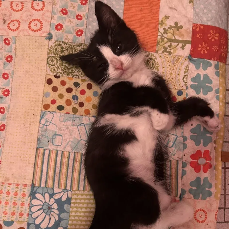 A baby small-sized male Black Domestic Short Hair cat named Puck for adoption in North Branford, CT