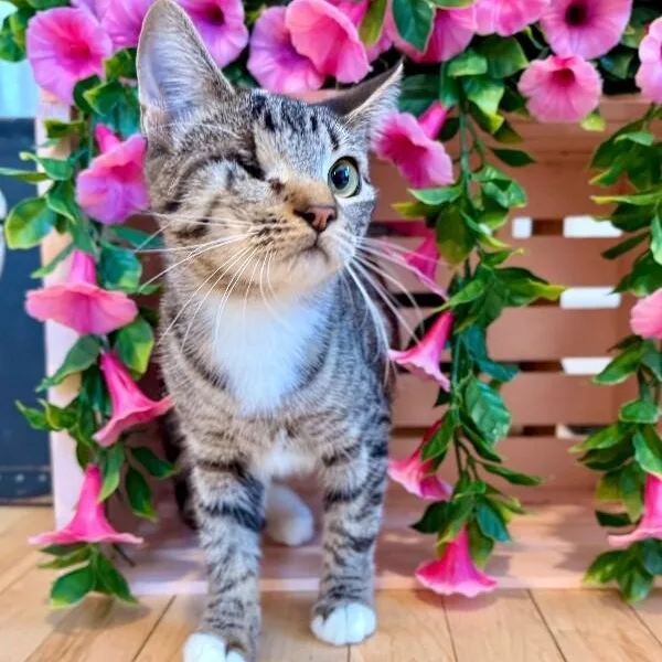 A young medium-sized female Tabby (Brown / Chocolate) Tabby cat named Diane Gillespie for adoption in Friendswood, TX