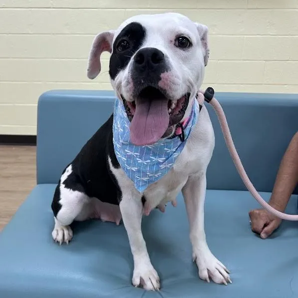 An adult medium-sized female White / Cream Pit Bull Terrier dog named Margie for adoption in Lyndhurst, VA