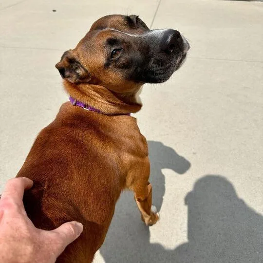An adult medium-sized female Brown / Chocolate Mixed Breed dog named Nena for adoption in Matteson, IL