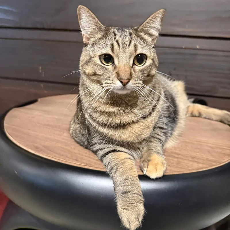 A young large-sized female Brown / Chocolate Domestic Short Hair cat named Civit for adoption in San Diego, CA