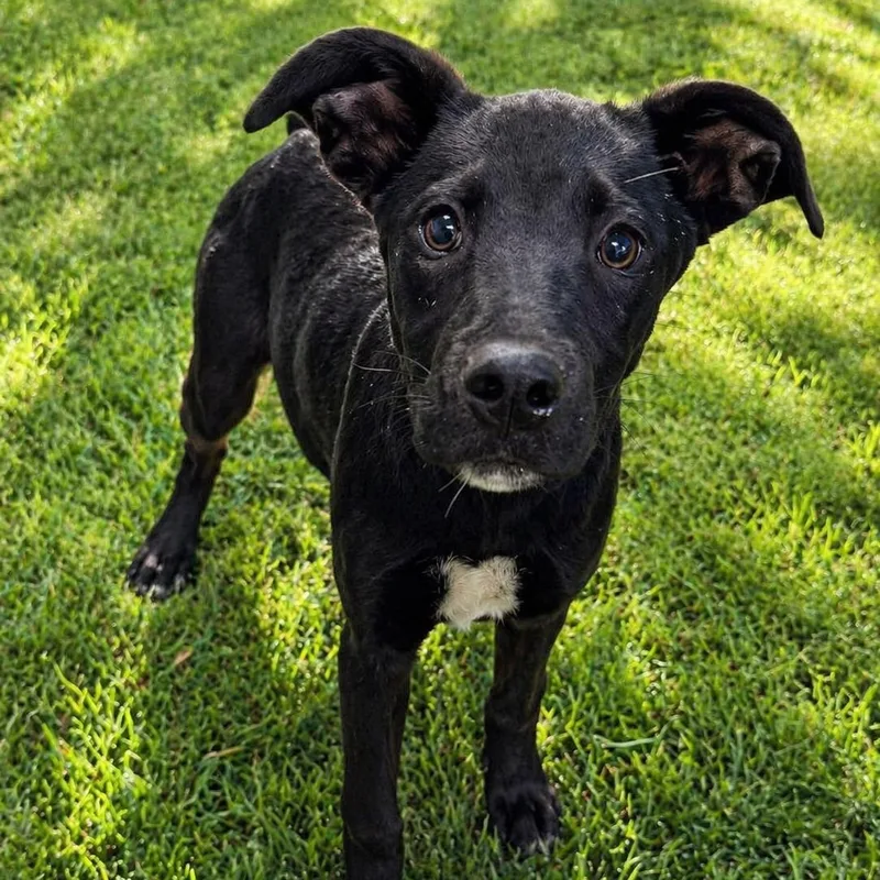 A young medium-sized female Black Mixed Breed dog named Winnie for adoption in Cranston, RI