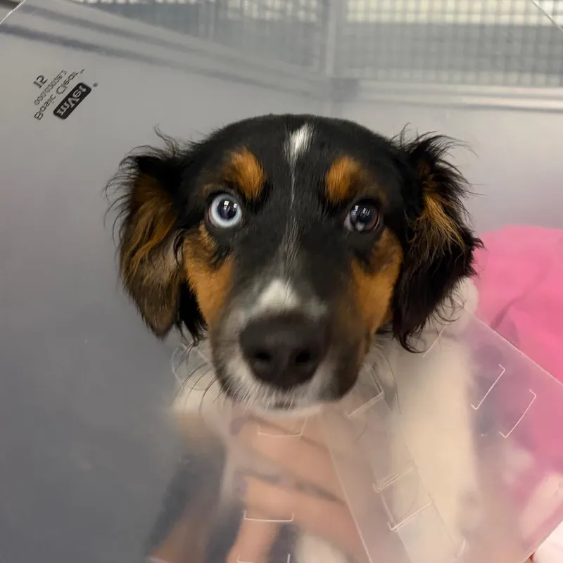 A baby small-sized female Brown / Chocolate Mixed Breed dog named Roxie for adoption in Mentor, OH
