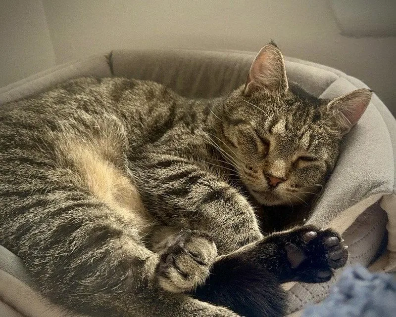 A senior medium-sized female Domestic Short Hair cat named Carla for adoption in Brooklyn, NY