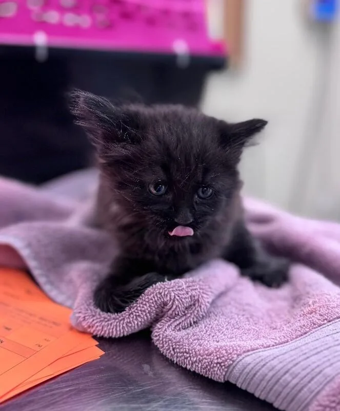 A young medium-sized male Black Domestic Medium Hair cat named Beef Supreme for adoption in Disputanta, VA