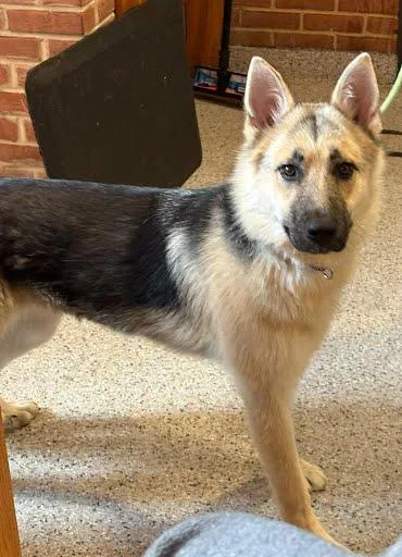 An adult large-sized female German Shepherd Dog dog named Mindy for adoption in Washington, DC
