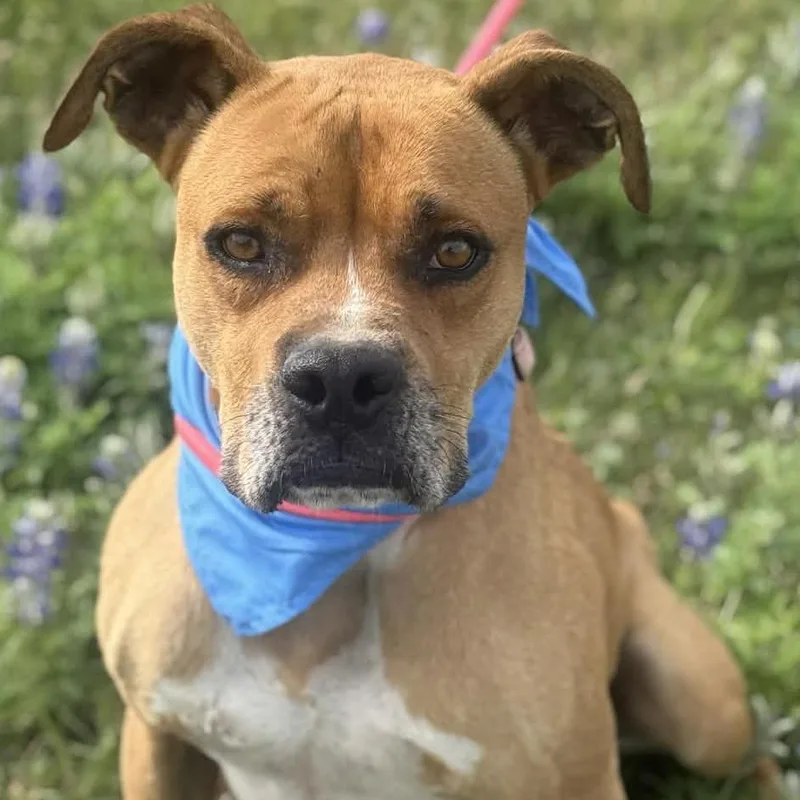 An adult large-sized male Brown / Chocolate Boxer dog named Wilbur for adoption in Stephenville, TX