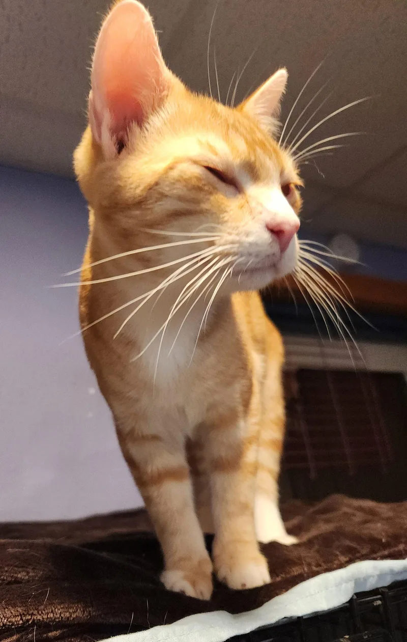 A young medium-sized male Orange / Red Domestic Short Hair cat named Tom Petty for adoption in Crossville, TN