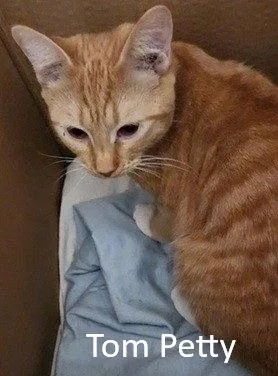 Tom Petty thumbnail 2