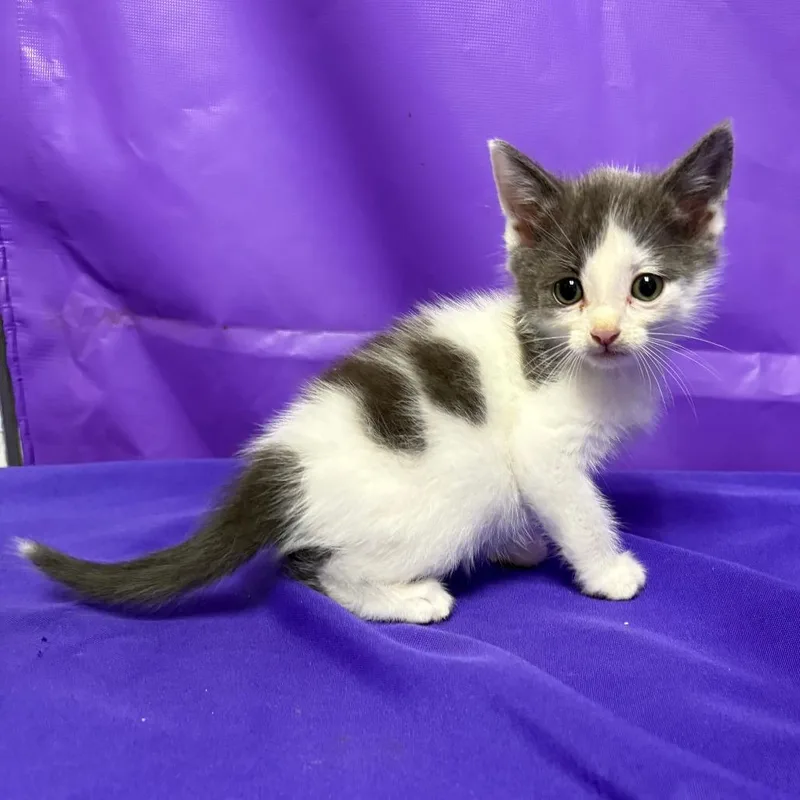 A baby small-sized male White Domestic Short Hair cat named Pinecone for adoption in North Myrtle Beach, SC