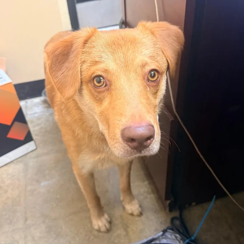 A young medium-sized male Golden Mixed Breed dog named Russell for adoption in Corinth, MS