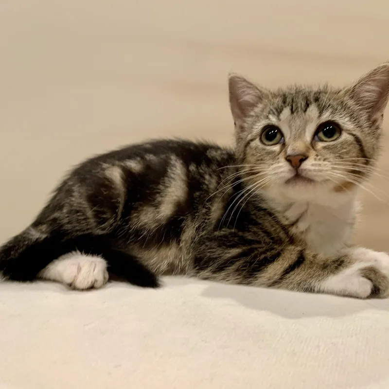 A baby medium-sized female Brown / Chocolate Domestic Short Hair cat named Zippy for adoption in Moriches, NY