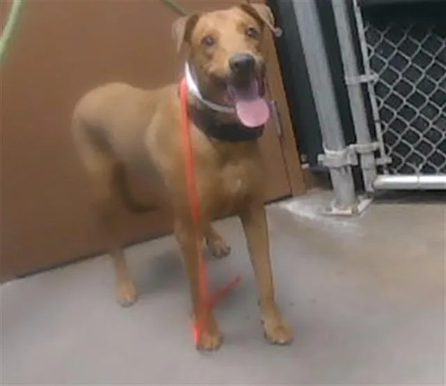 A young small-sized male Doberman Pinscher dog named Benji for adoption in Phoenix, AZ