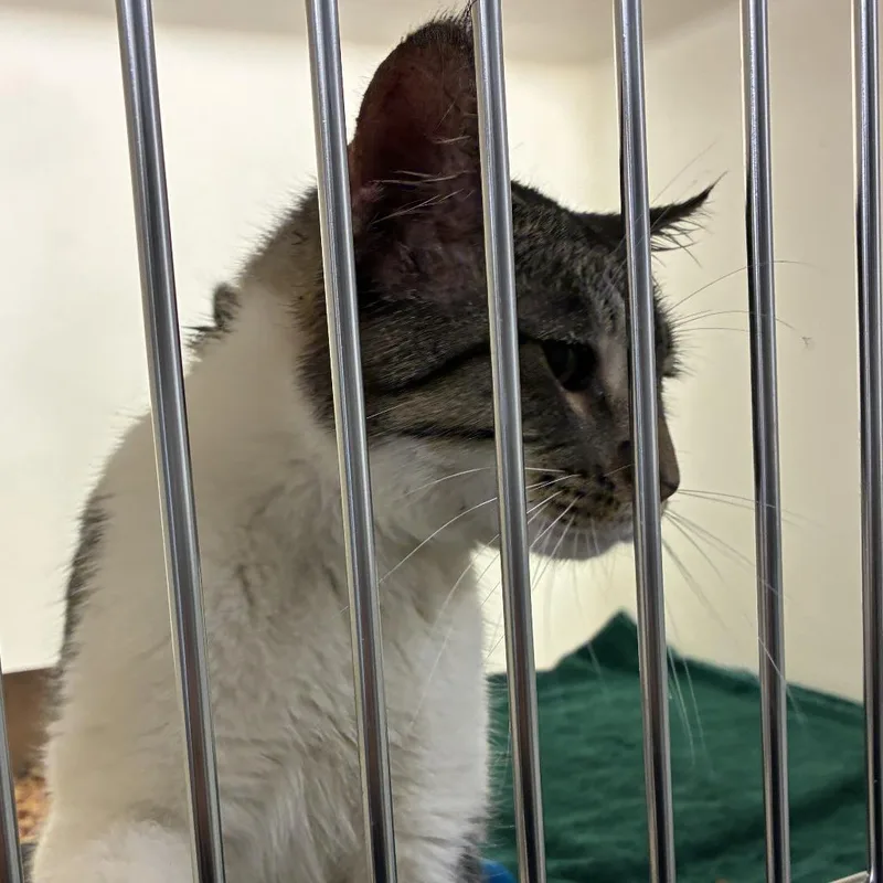 An adult medium-sized male Gray / Blue / Silver Domestic Short Hair cat named Cash for adoption in Harrisonburg, VA