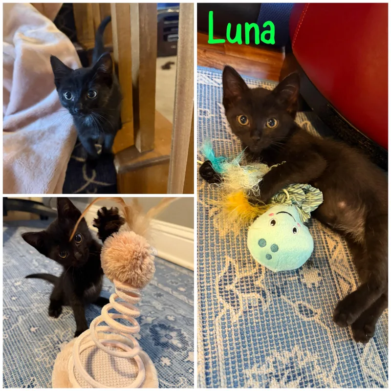 A baby small-sized female Black Domestic Short Hair cat named Luna for adoption in Bentonville, AR