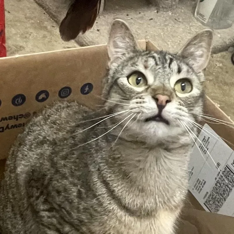 A young medium-sized female Tabby (Brown / Chocolate) Tabby cat named Traverse for adoption in Stanwood, WA