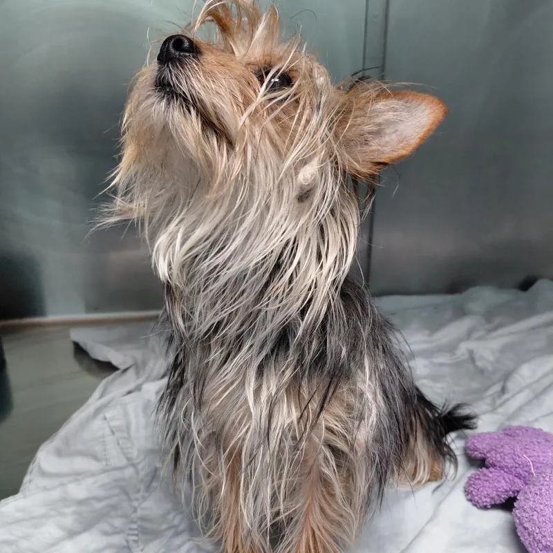 An adult small-sized female Black Yorkshire Terrier dog named Kipper for adoption in Philadelphia, PA