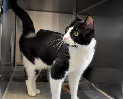 An adult small-sized male Domestic Short Hair cat named Jamie for adoption in West Seneca, NY