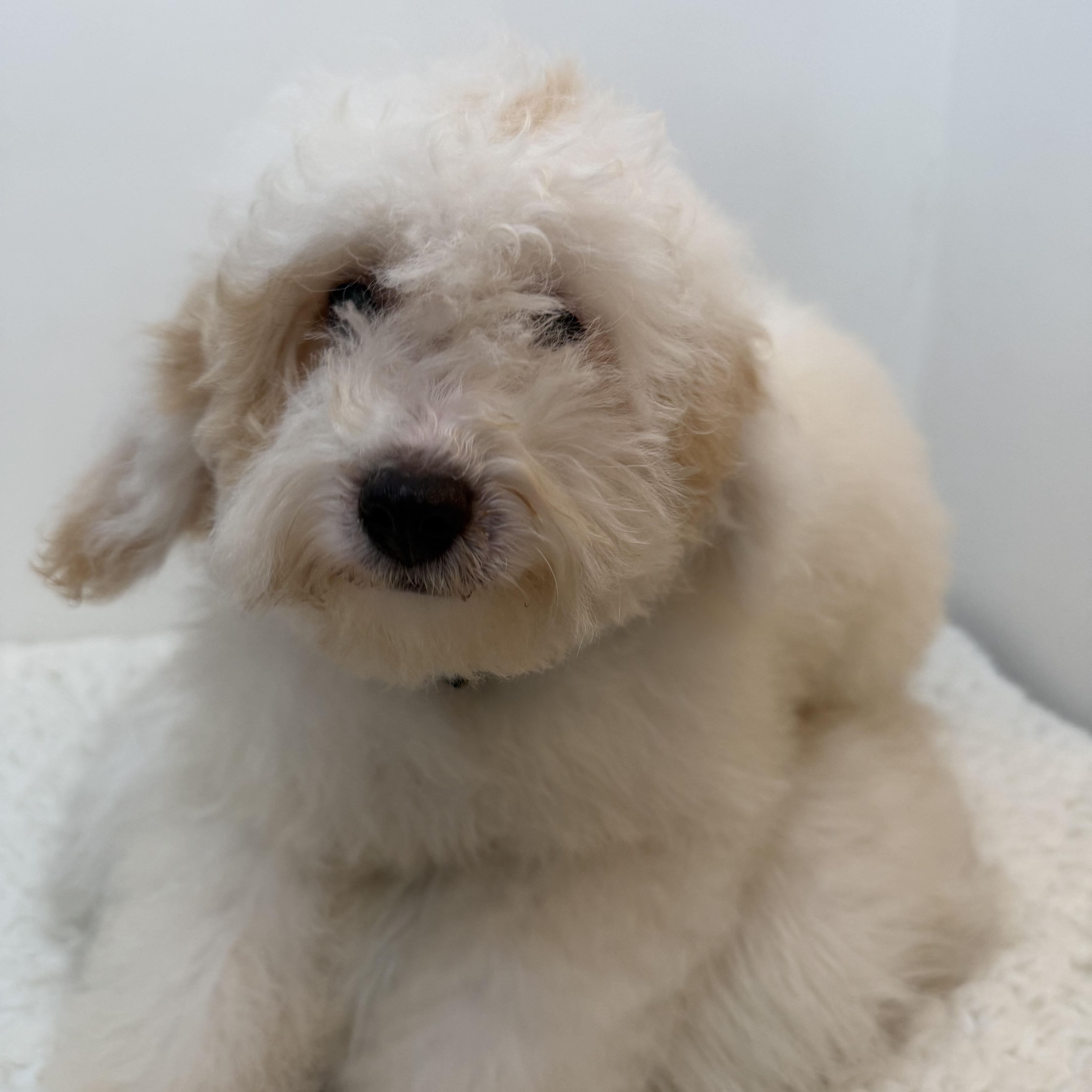 A baby small-sized male Apricot / Beige Goldendoodle dog named Springer for adoption in Wrightstown, NJ