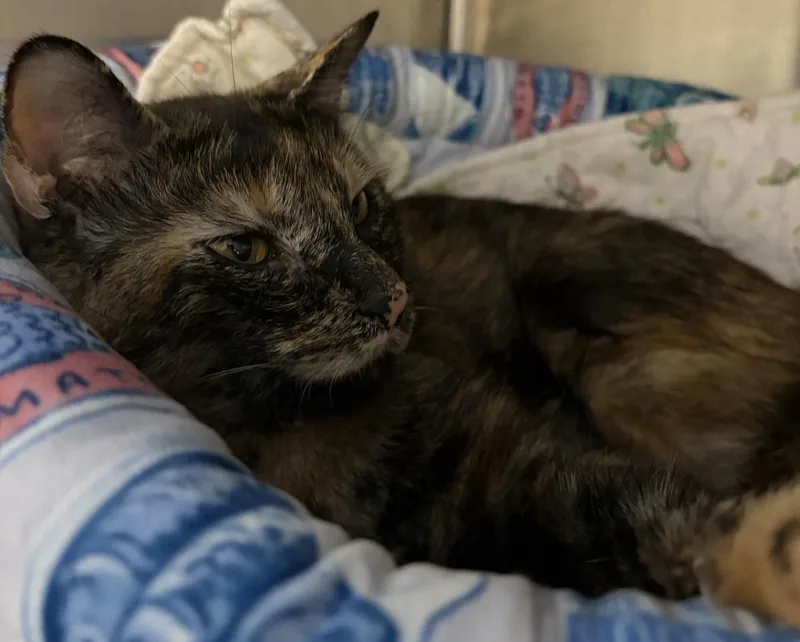 An adult medium-sized female Domestic Short Hair cat named Cassie for adoption in Southbury, CT