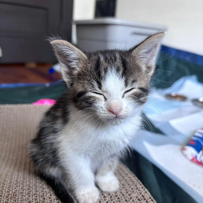 A baby small-sized female Brown / Chocolate Domestic Medium Hair cat named Churrasco Wink for adoption in Eaton Rapids, MI
