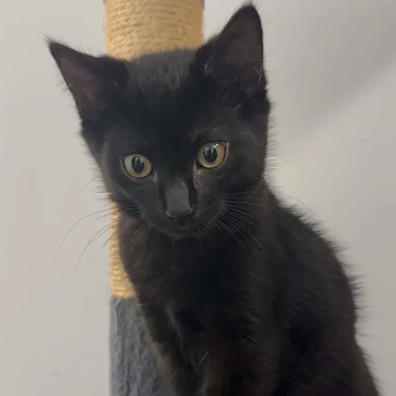 A baby small-sized male American Shorthair cat named Michaelangelo for adoption in Danbury, CT