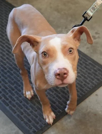A young medium-sized male Pit Bull Terrier dog named Scooby for adoption in Bowling Green, KY