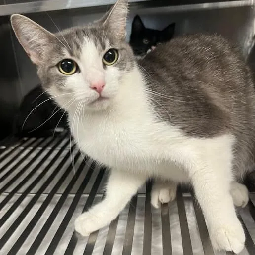 An adult medium-sized female Gray / Blue / Silver Domestic Short Hair cat named Laguna for adoption in Redwood City, CA