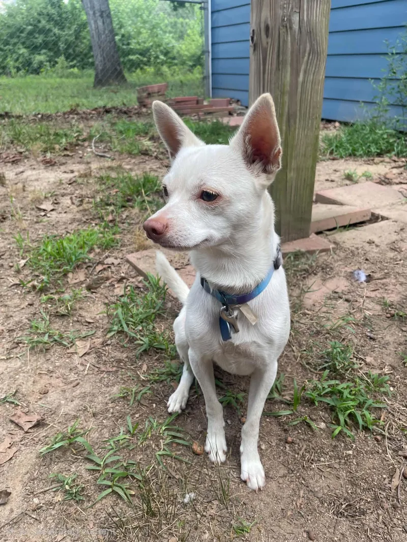An adult small-sized male Chihuahua dog named Sir Charles for adoption in Social Circle, GA