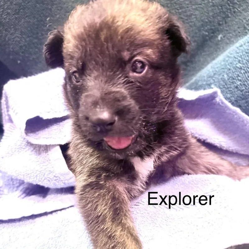 A baby small-sized female Black German Shepherd Dog dog named Explorer for adoption in Austin, TX