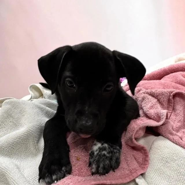 A baby medium-sized female Black Labrador Retriever dog named Ivy for adoption in Williston, VT