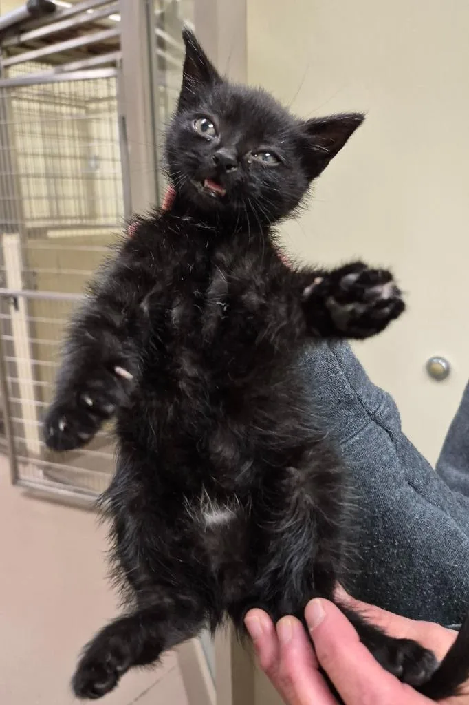 A baby medium-sized male Domestic Short Hair cat named Kale for adoption in Christiansburg, VA