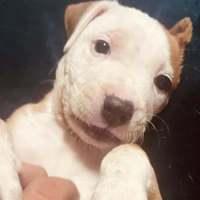A baby medium-sized male Pit Bull Terrier dog named Russo for adoption in Rogersville, MO