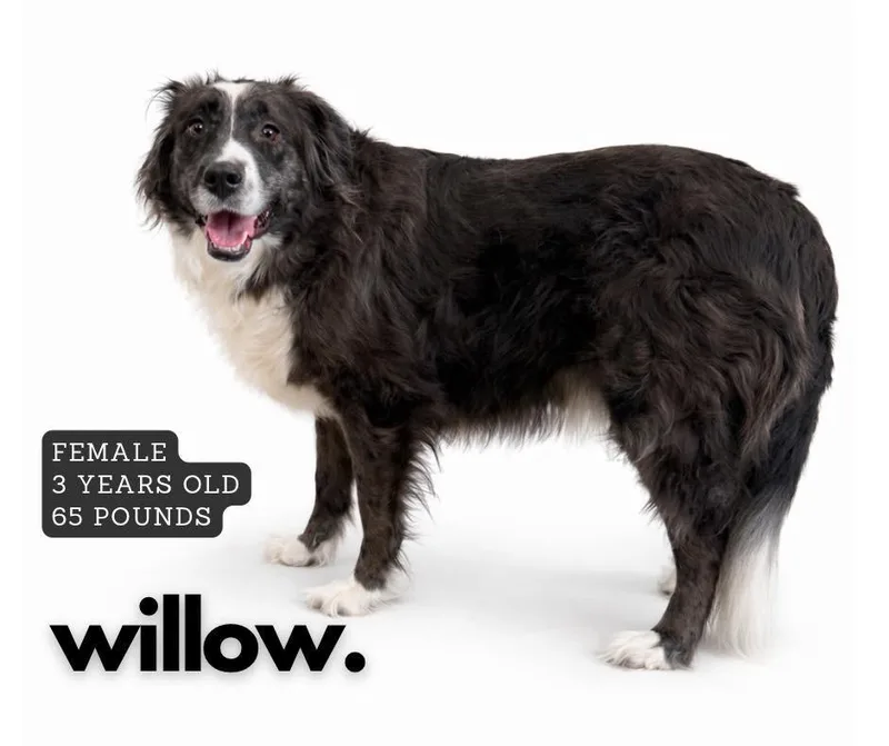 Willow