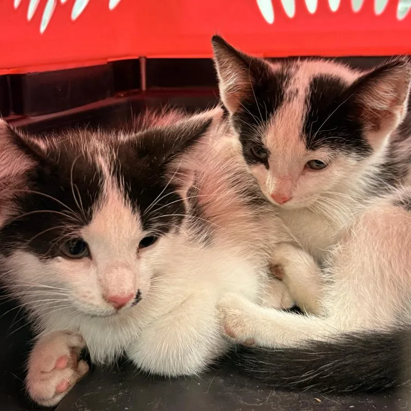 A baby small-sized male White Domestic Short Hair cat named Onyx for adoption in South Elgin, IL