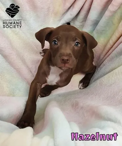 A baby small-sized female Labrador Retriever dog named Hazelnut for adoption in Heath, OH