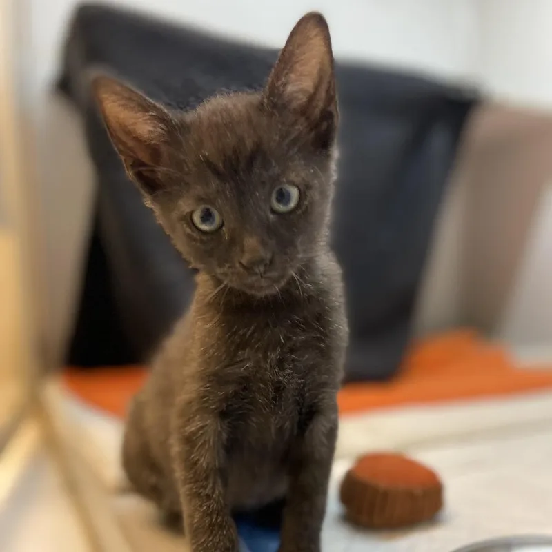 A baby small-sized male Domestic Short Hair cat named Cam for adoption in Pittsburgh, PA