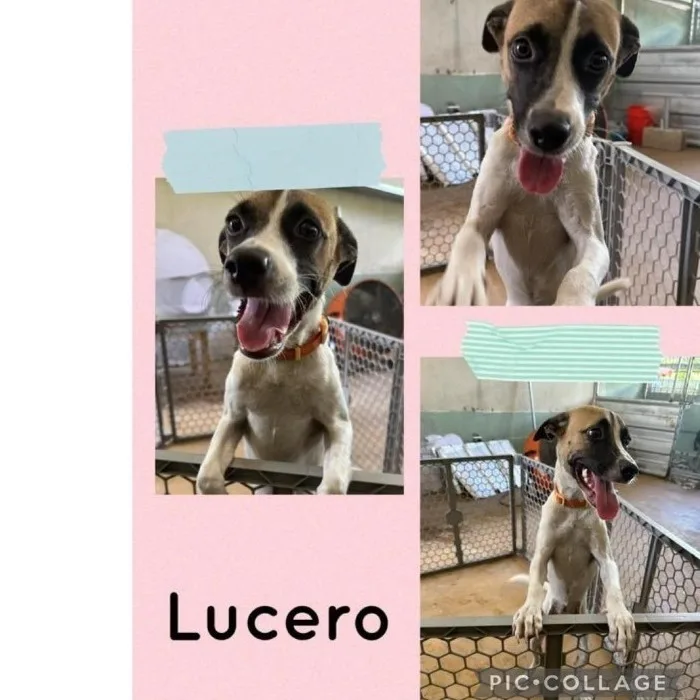 Lucero