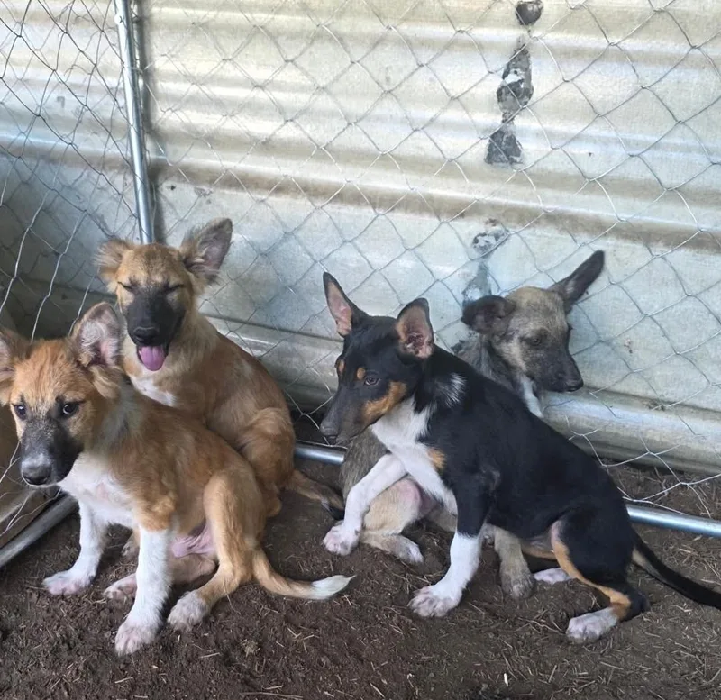 A baby small-sized male German Shepherd Dog dog named Malfoy Harry Potter litter for adoption in Bradenton, FL
