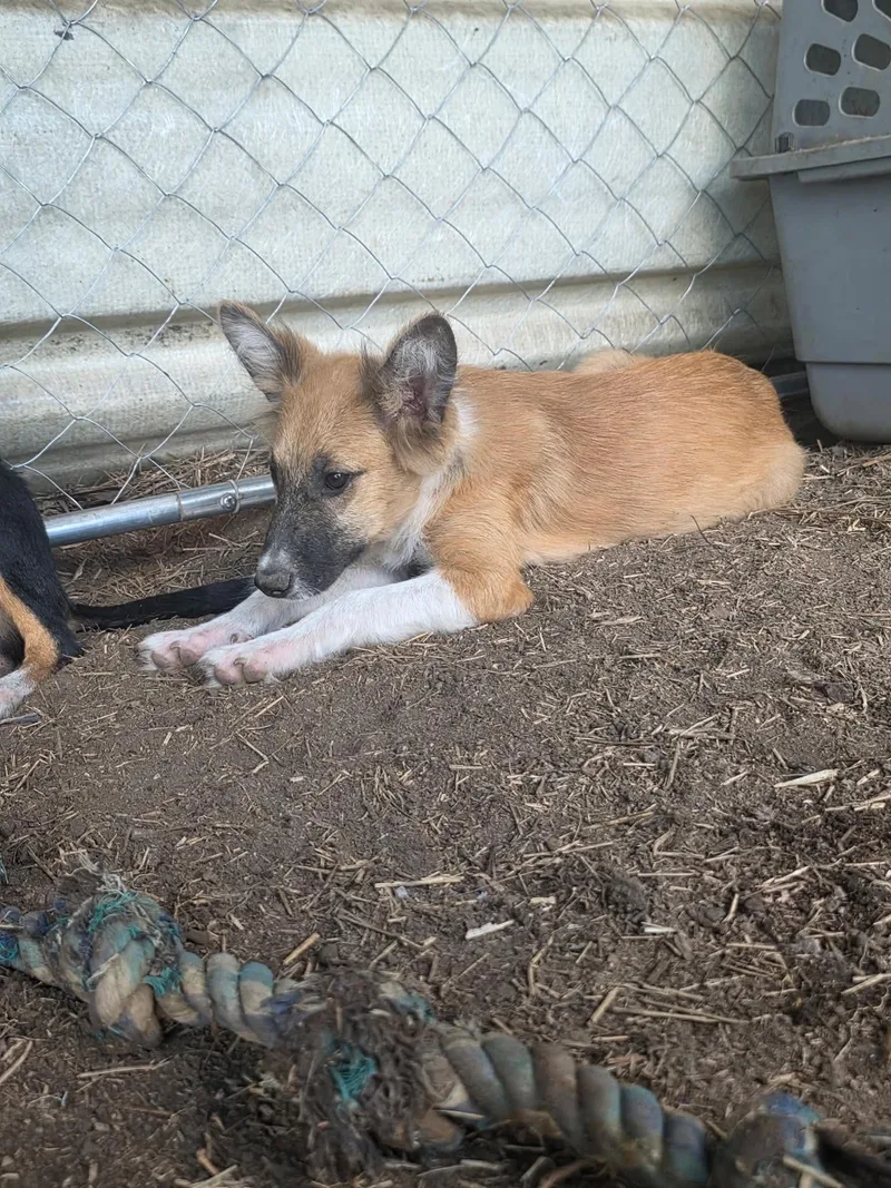 Malfoy Harry Potter litter thumbnail 3