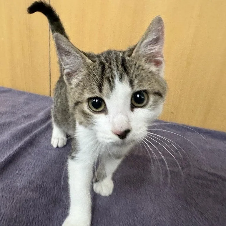 A baby small-sized male Brown / Chocolate Domestic Short Hair cat named Bert for adoption in Saint Louis, MO