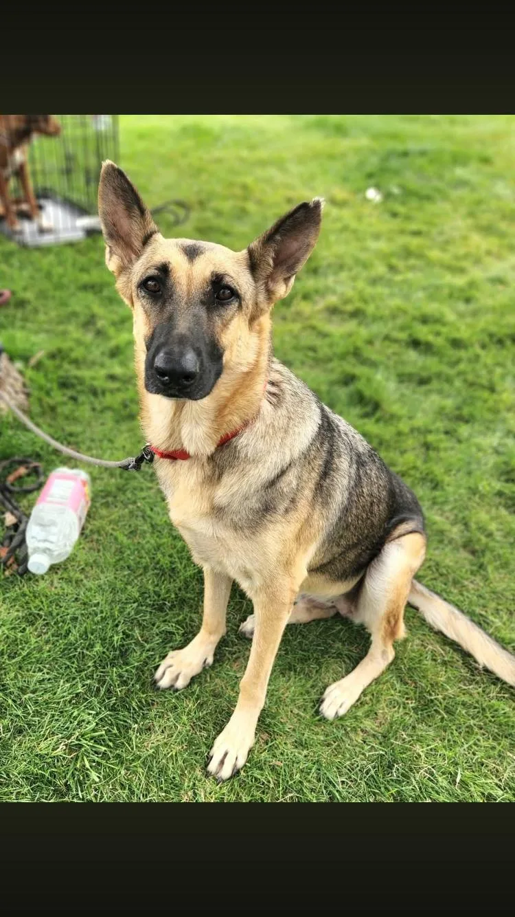An adult large-sized female Bicolor German Shepherd Dog dog named Sweetie for adoption in Paradise, TX
